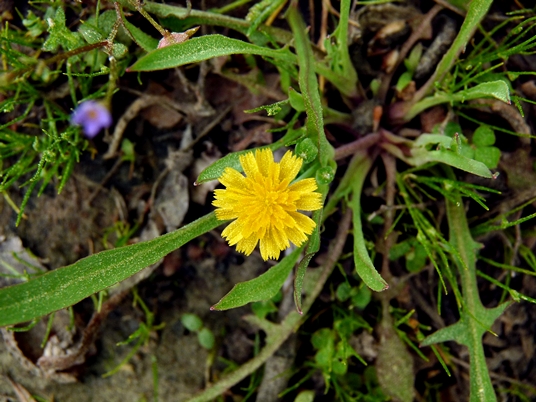{Krigia cespitosa}